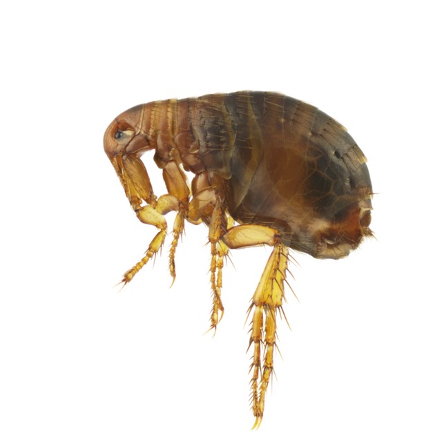 Flea Pulex irritans