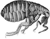 Flea Micrographia Hooke