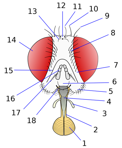Head morphology of Muscomorpha