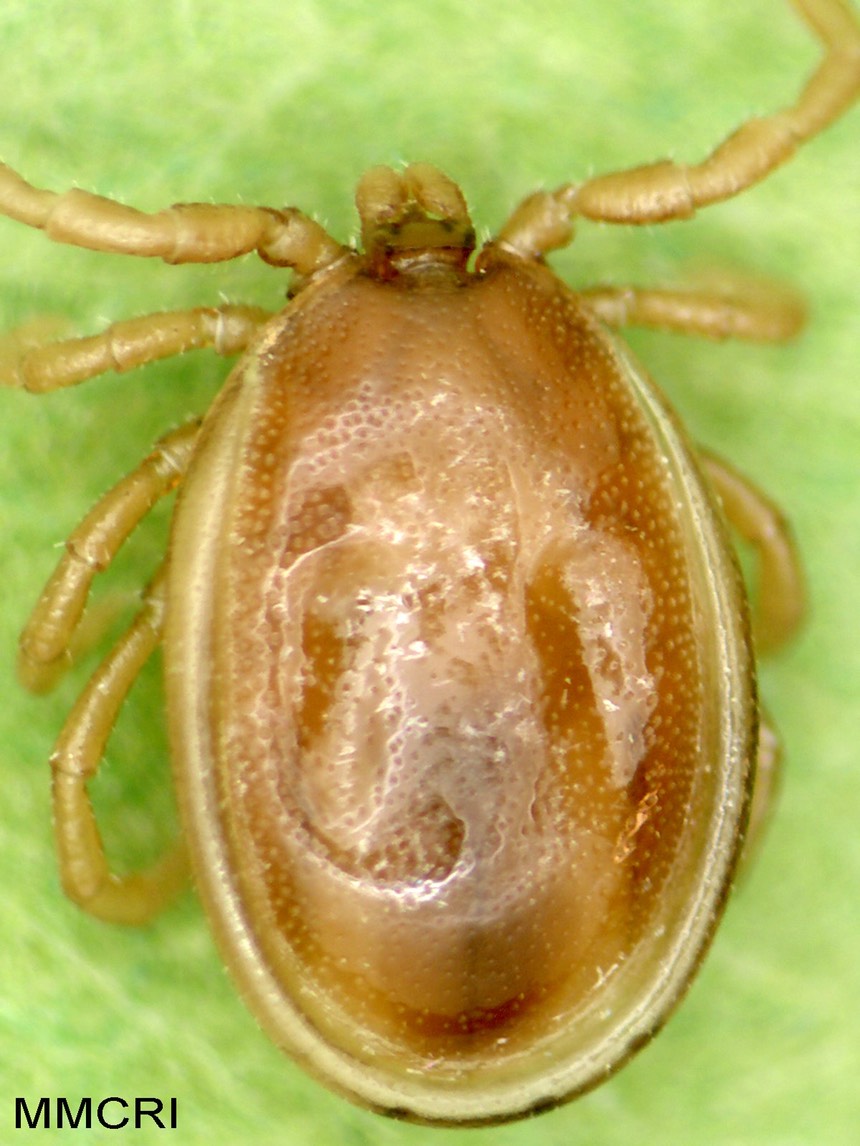 Ixodes-cookei-adult-male