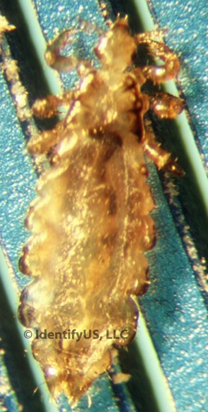 Head louse - adult female