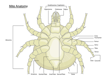 Mite-anatomy