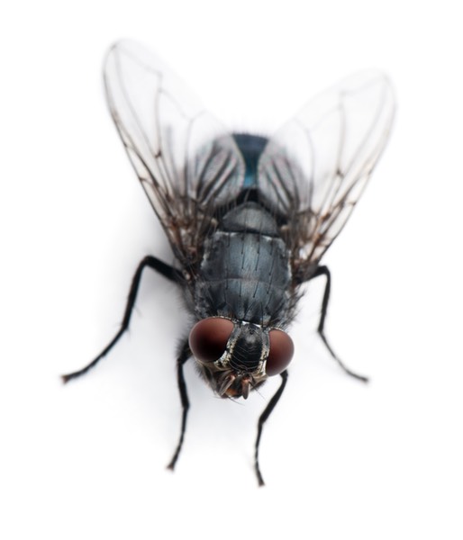 Housefly Musca domestica