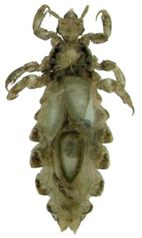 Pediculus female