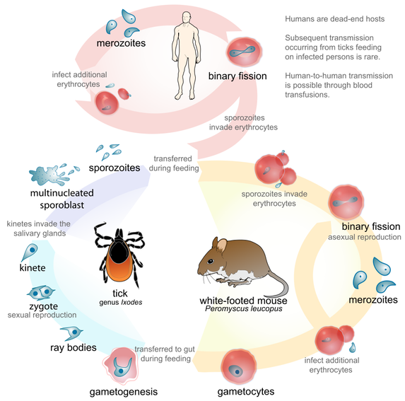 1000px-Babesia life cycle human en