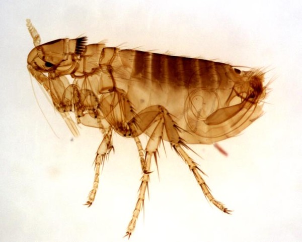 Oropsylia Montana flea