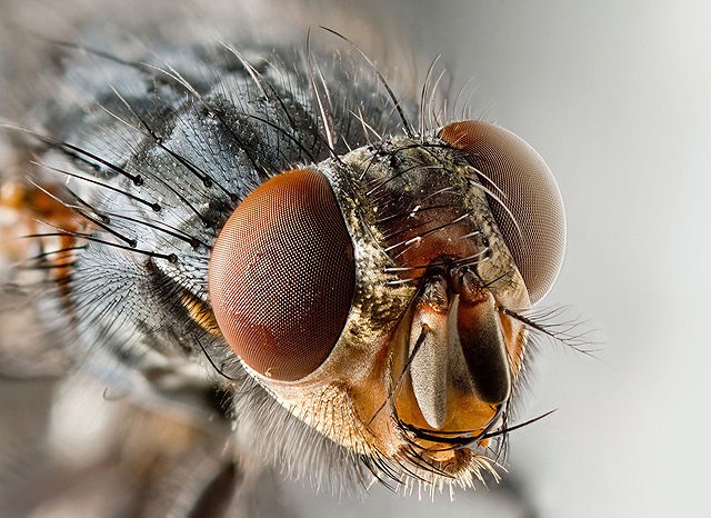 640px-Musca domestica Portrait