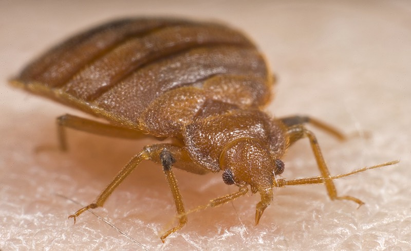 bed bug on skin