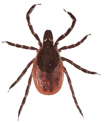 Deer tick adult female