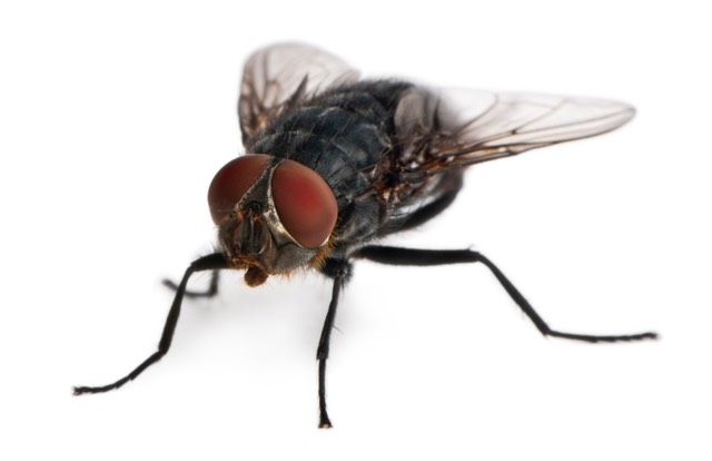 Photograph of a housefly showing the large compound eyes