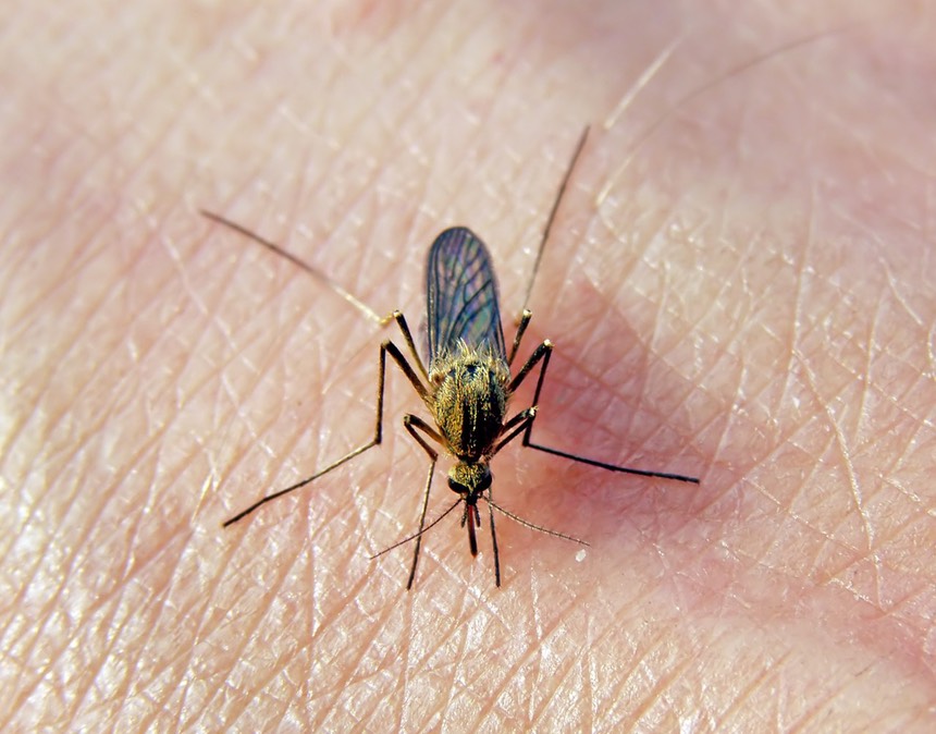 mosquito-bite-2