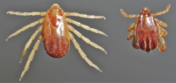 Rhipicephalus-microplus-ixodid-female-male