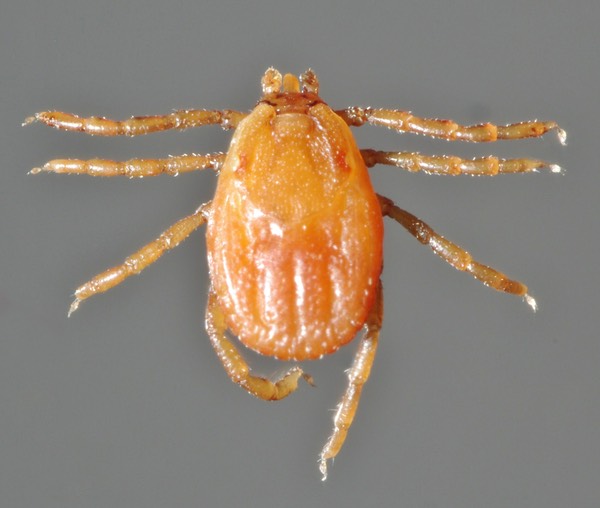 Rhipicephalus-sanguineus-female
